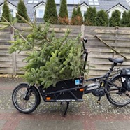 Weihnachtsbaum